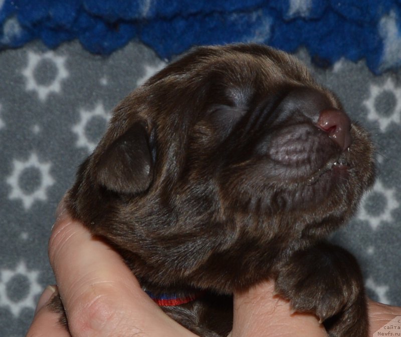 Фото: ньюфаундленд Смигар Депутат Балтики