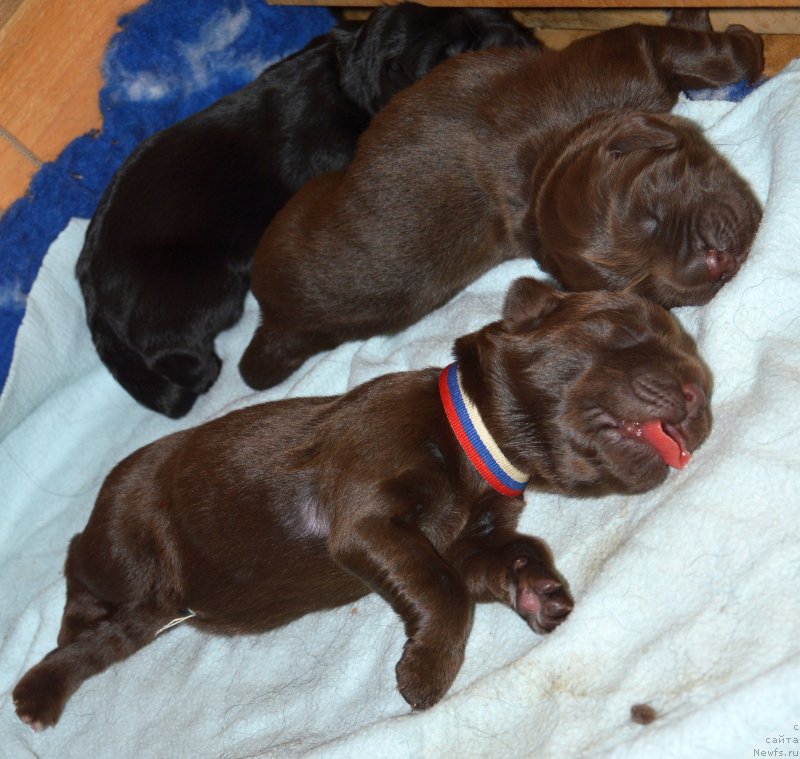 Фото: ньюфаундленд I Follow The Sun de L'Etoile de Cyrice, ньюфаундленд Сент Джонс Юстиния Юлия (Sent Djons Yustiniya Yuliya)