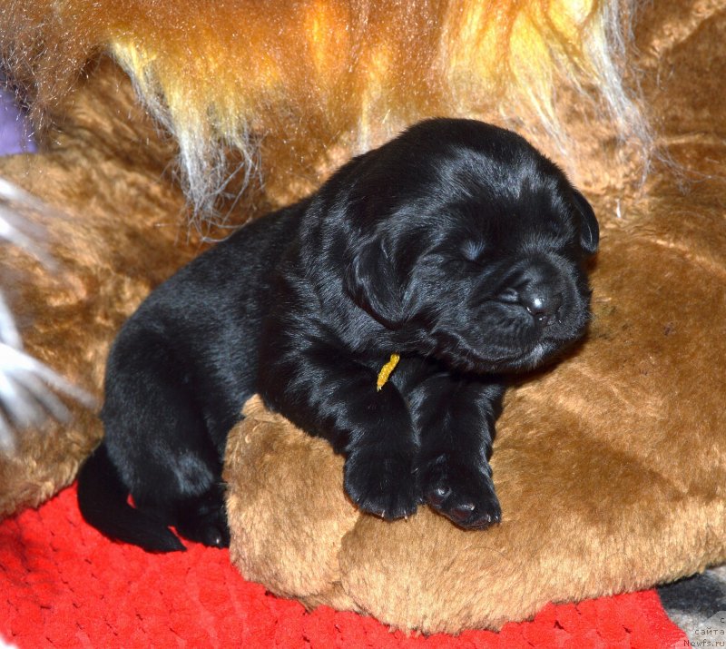 Фото: ньюфаундленд I Follow The Sun de L'Etoile de Cyrice, ньюфаундленд Сент Джонс Юстиния Юлия (Sent Djons Yustiniya Yuliya)