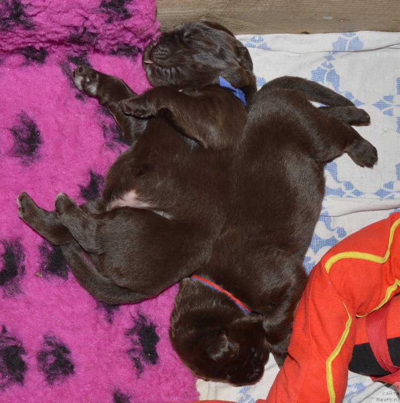 Фото: ньюфаундленд I Follow The Sun de L'Etoile de Cyrice, ньюфаундленд Сент Джонс Юстиния Юлия (Sent Djons Yustiniya Yuliya)