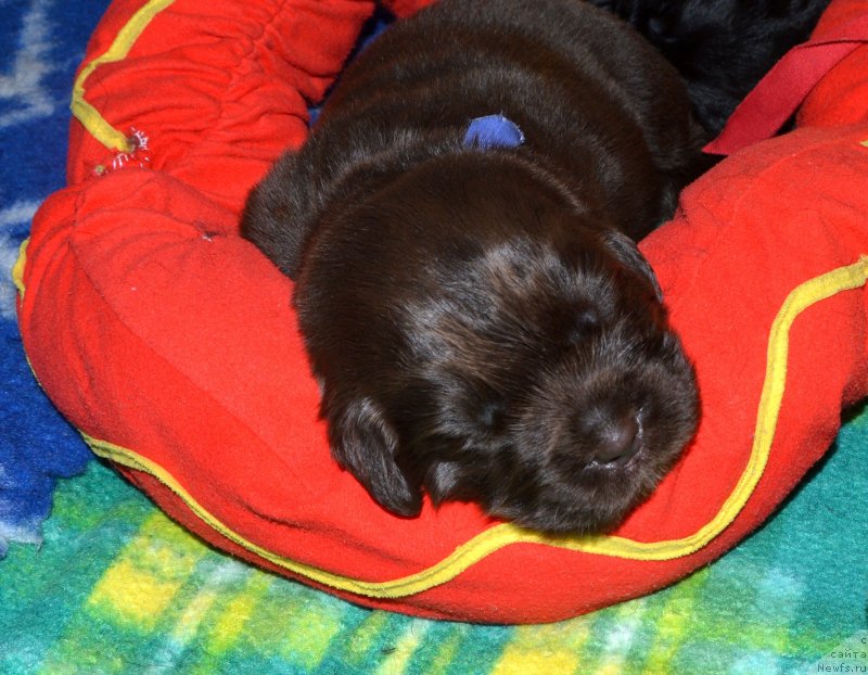 Фото: ньюфаундленд I Follow The Sun de L'Etoile de Cyrice, ньюфаундленд Сент Джонс Юстиния Юлия (Sent Djons Yustiniya Yuliya)