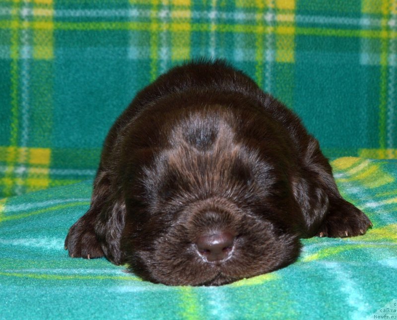 Фото: ньюфаундленд Смигар Депутат Балтики