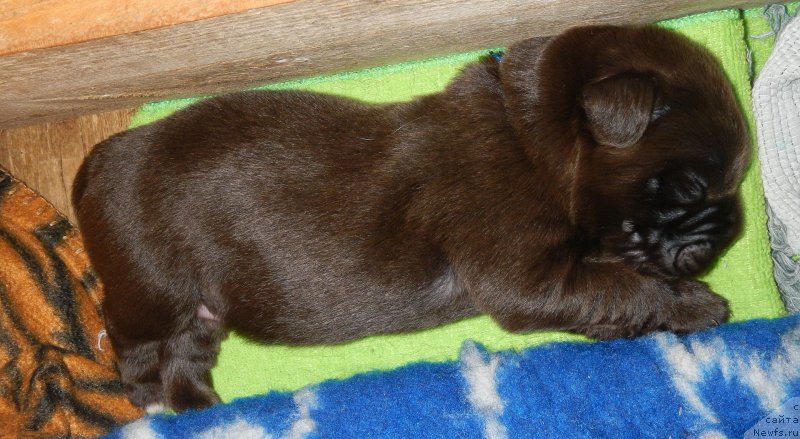 Фото: ньюфаундленд I Follow The Sun de L'Etoile de Cyrice, ньюфаундленд Сент Джонс Юстиния Юлия (Sent Djons Yustiniya Yuliya)