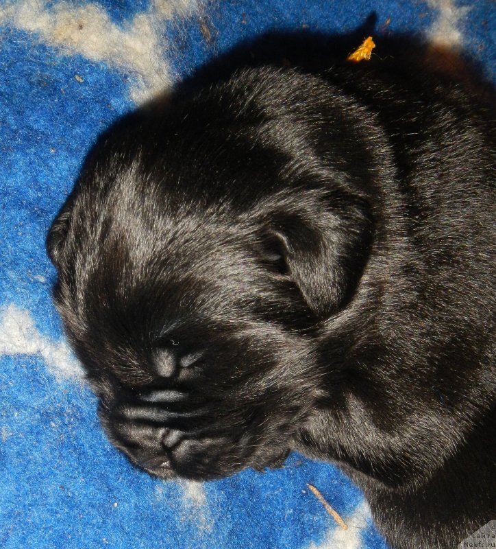 Фото: ньюфаундленд I Follow The Sun de L'Etoile de Cyrice, ньюфаундленд Сент Джонс Юстиния Юлия (Sent Djons Yustiniya Yuliya)