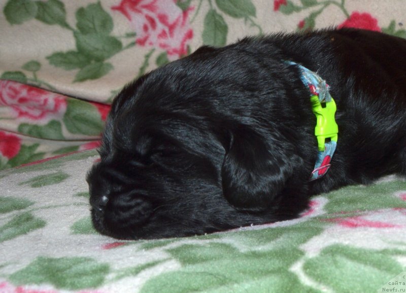 Фото: ньюфаундленд I Follow The Sun de L'Etoile de Cyrice, ньюфаундленд Сент Джонс Юстиния Юлия (Sent Djons Yustiniya Yuliya)