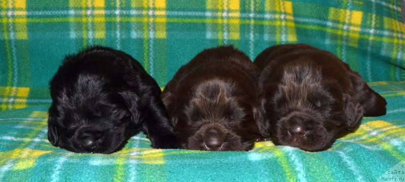 Фото: ньюфаундленд I Follow The Sun de L'Etoile de Cyrice, ньюфаундленд Сент Джонс Юстиния Юлия (Sent Djons Yustiniya Yuliya)