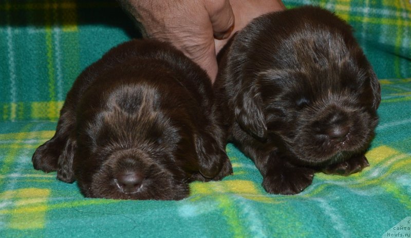 Фото: ньюфаундленд I Follow The Sun de L'Etoile de Cyrice, ньюфаундленд Сент Джонс Юстиния Юлия (Sent Djons Yustiniya Yuliya)