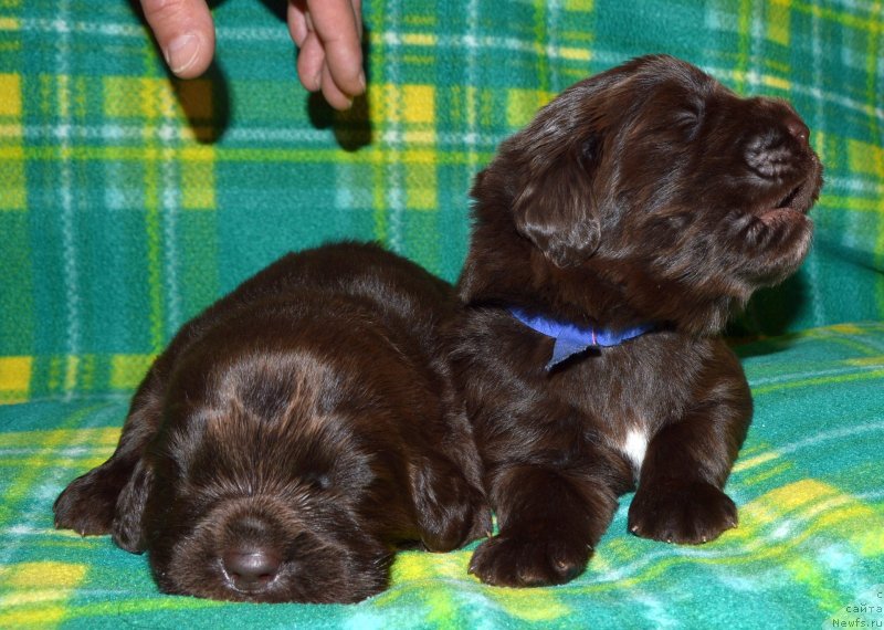 Фото: ньюфаундленд I Follow The Sun de L'Etoile de Cyrice, ньюфаундленд Сент Джонс Юстиния Юлия (Sent Djons Yustiniya Yuliya)