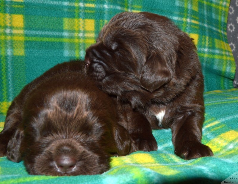 Фото: ньюфаундленд I Follow The Sun de L'Etoile de Cyrice, ньюфаундленд Сент Джонс Юстиния Юлия (Sent Djons Yustiniya Yuliya)