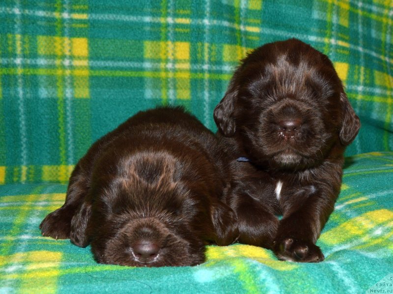 Фото: ньюфаундленд I Follow The Sun de L'Etoile de Cyrice, ньюфаундленд Сент Джонс Юстиния Юлия (Sent Djons Yustiniya Yuliya)