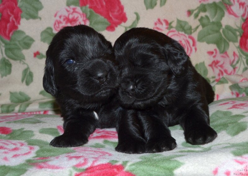 Фото: ньюфаундленд I Follow The Sun de L'Etoile de Cyrice, ньюфаундленд Сент Джонс Юстиния Юлия (Sent Djons Yustiniya Yuliya)