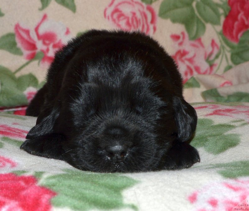 Фото: ньюфаундленд I Follow The Sun de L'Etoile de Cyrice, ньюфаундленд Сент Джонс Юстиния Юлия (Sent Djons Yustiniya Yuliya)