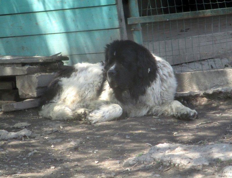 Фото: ньюфаундленд Добрыня от Карельских Медведей
