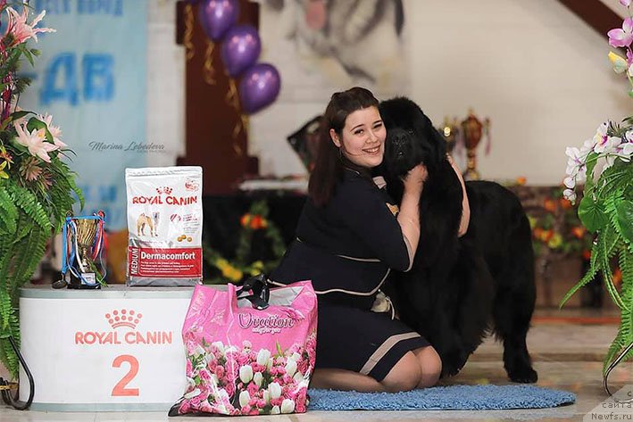 Фото: ньюфаундленд Лукас с Берега Дона (Lukas s Berega Dona)