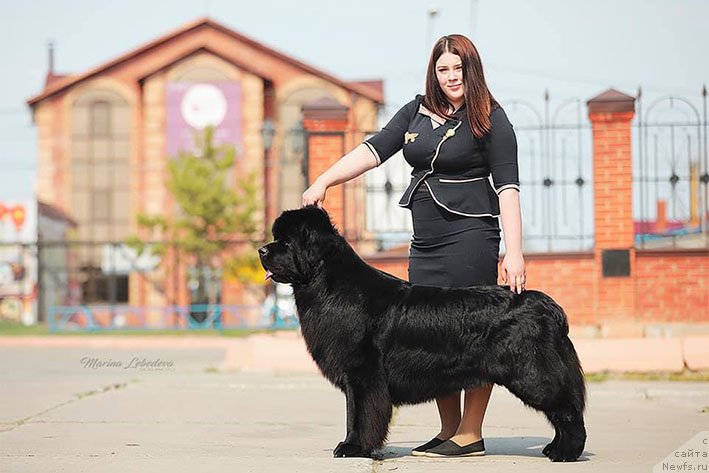 Фото: ньюфаундленд Лукас с Берега Дона (Lukas s Berega Dona)