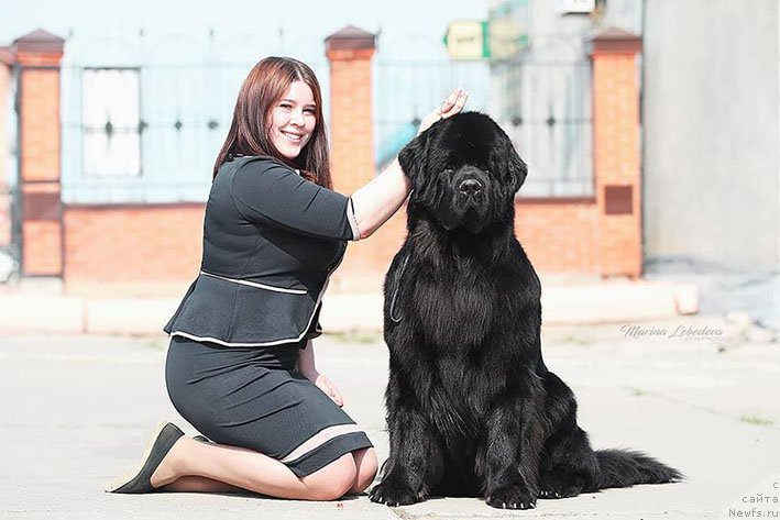 Фото: ньюфаундленд Лукас с Берега Дона (Lukas s Berega Dona)