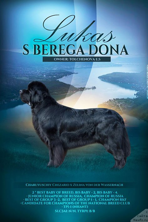 Фото: ньюфаундленд Лукас с Берега Дона (Lukas s Berega Dona)