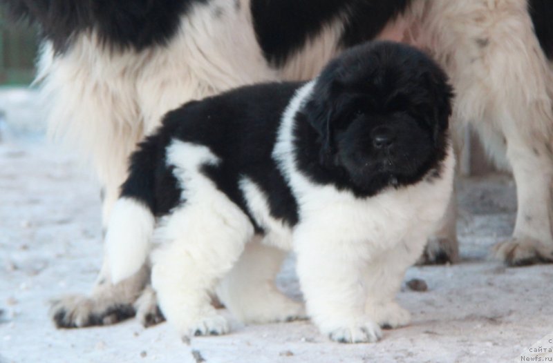 Фото: ньюфаундленд Аквиан Сонг Цафира (Akvian Song Cafira)