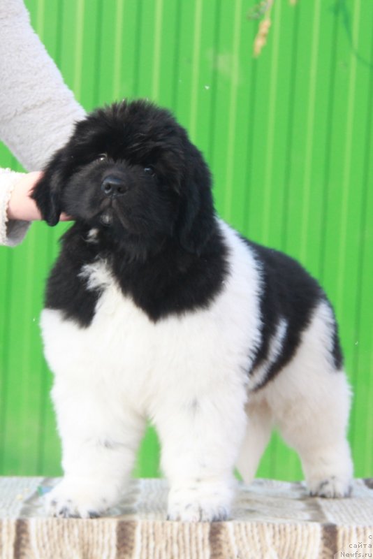 Фото: ньюфаундленд Аквиан Сонг Цафира (Akvian Song Cafira)