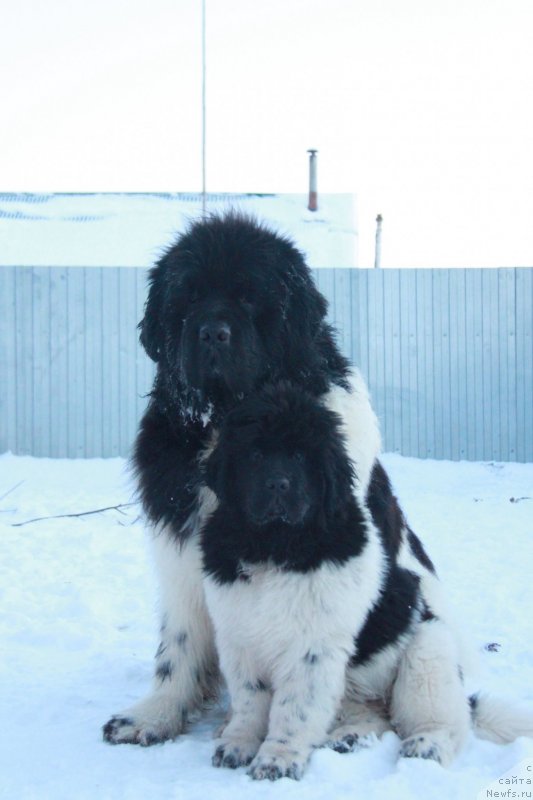 Фото: ньюфаундленд Аквиан Сонг Цафира (Akvian Song Cafira), ньюфаундленд Oukaya Forever Le Grand Ami for-Akvian Song