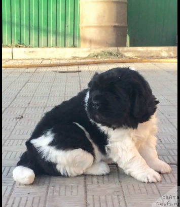 Фото: ньюфаундленд Аквиан Сонг Цафира (Akvian Song Cafira)