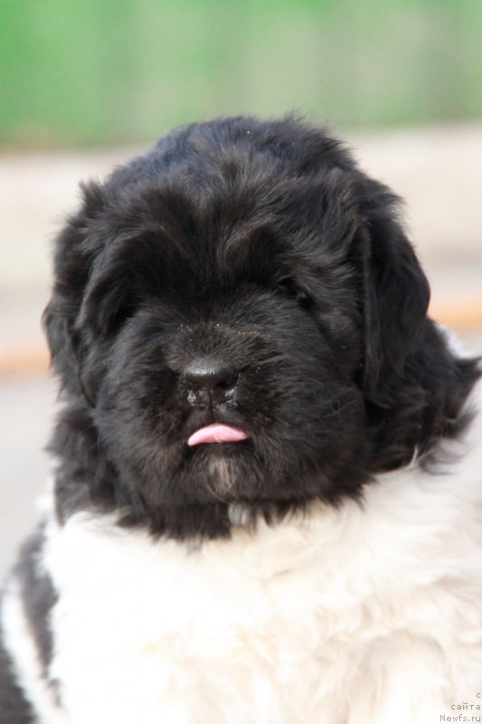 Фото: ньюфаундленд Аквиан Сонг Цафира (Akvian Song Cafira)