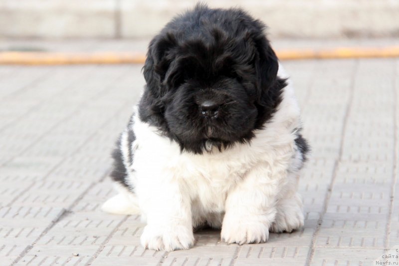 Фото: ньюфаундленд Аквиан Сонг Цафира (Akvian Song Cafira)