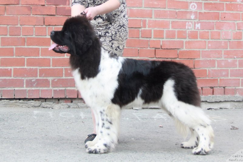 Фото: ньюфаундленд Аквиан Сонг Цафира (Akvian Song Cafira)