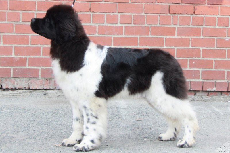 Фото: ньюфаундленд Аквиан Сонг Цафира (Akvian Song Cafira)