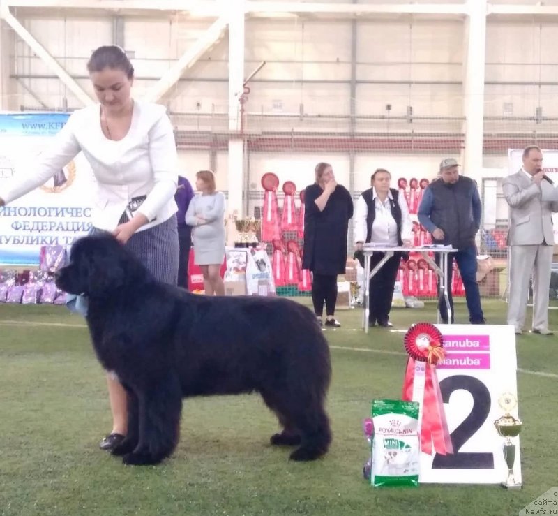 Фото: ньюфаундленд Аквиан Сонг Текила Голд (Akvian Song Tequila Gold)