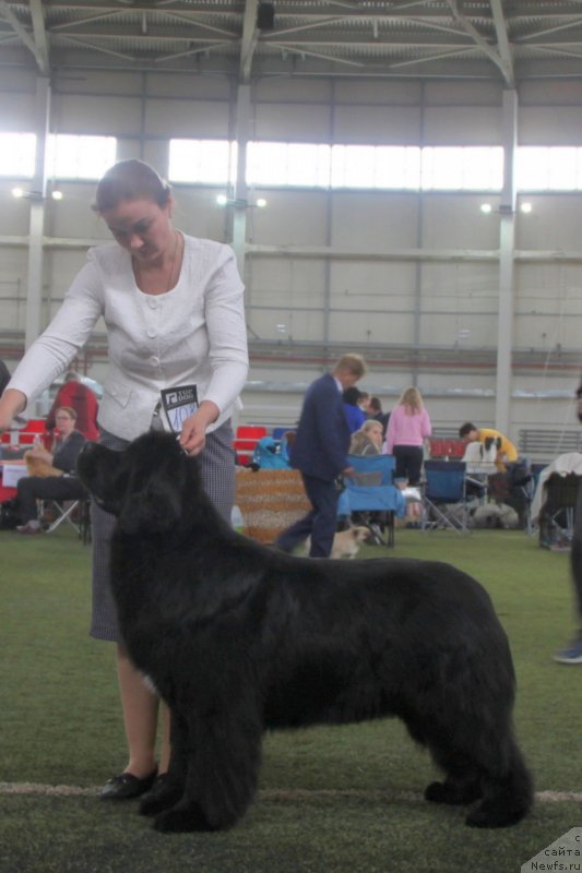 Фото: ньюфаундленд Аквиан Сонг Текила Голд (Akvian Song Tequila Gold)