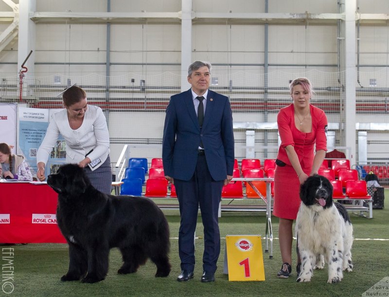 Фото: ньюфаундленд Аквиан Сонг Текила Голд (Akvian Song Tequila Gold), ньюфаундленд Еужиярви от Карельских Медведей (Euzhiyarvi ot Karelskikh Medvedey)