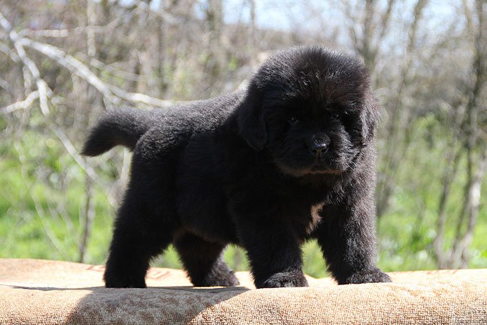 Фото: ньюфаундленд Харитон с Берега Дона