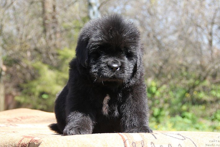 Фото: ньюфаундленд Харитон с Берега Дона