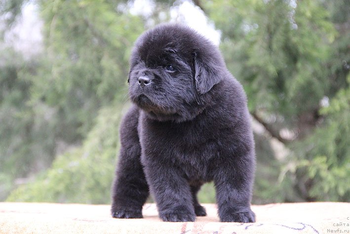 Фото: ньюфаундленд Харлам с Берега Дона