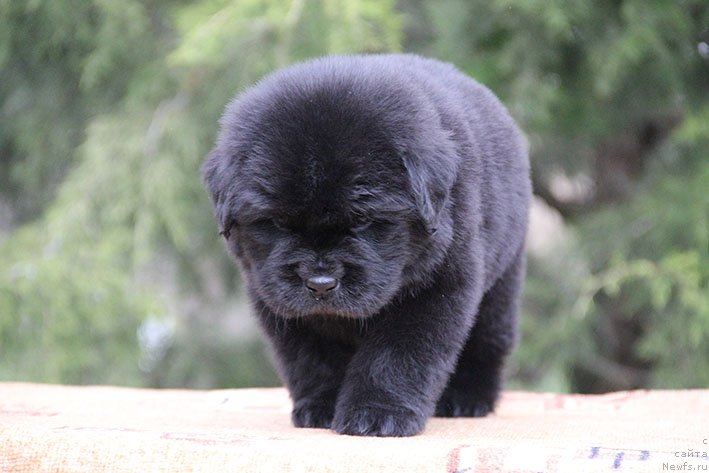 Фото: ньюфаундленд Харлам с Берега Дона