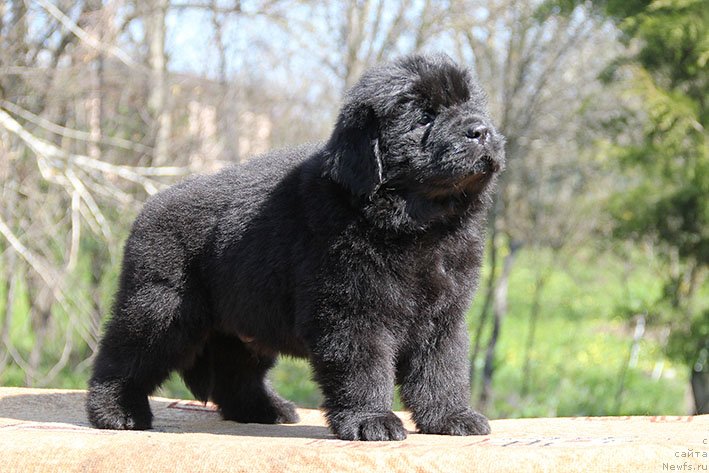 Фото: ньюфаундленд Христофор с Берега Дона