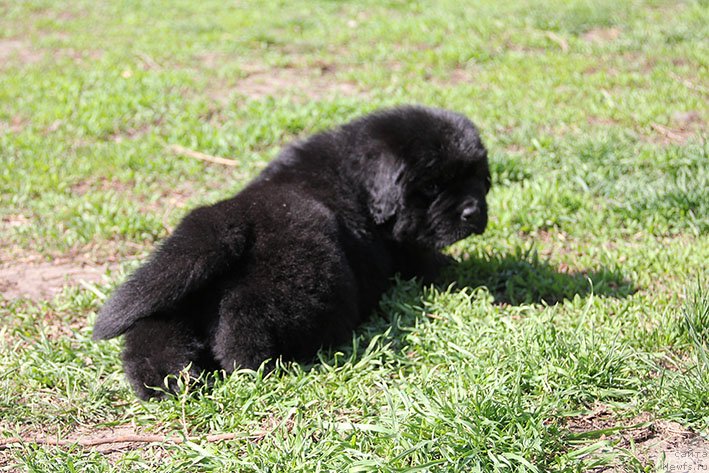 Фото: ньюфаундленд Христофор с Берега Дона