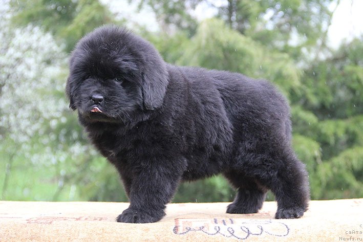 Фото: ньюфаундленд Хава с Берега Дона (Hava s Berega Dona)