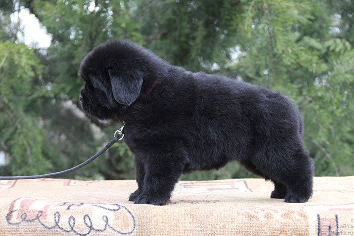 Фото: ньюфаундленд Хранислава с Берега Дона