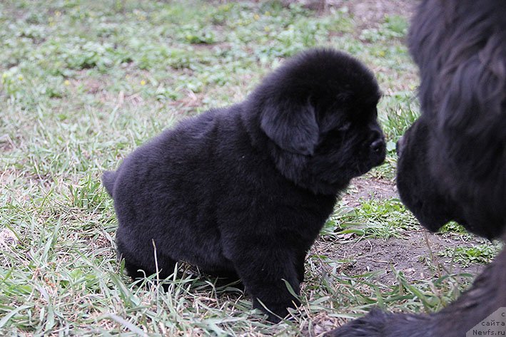 Фото: ньюфаундленд Хранислава с Берега Дона