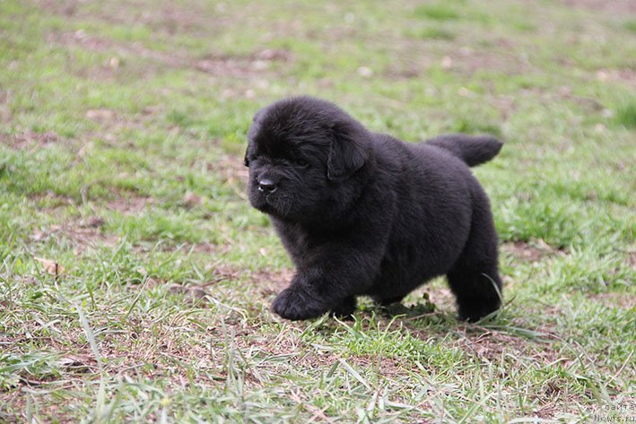 Фото: ньюфаундленд Хайди с Берега Дона