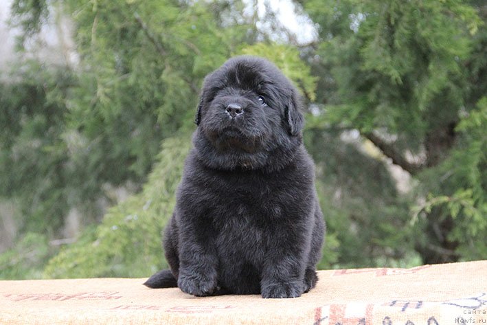 Фотография № 242927