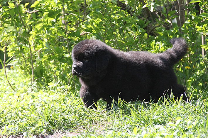 Фото: ньюфаундленд Хабария с Берега Дона