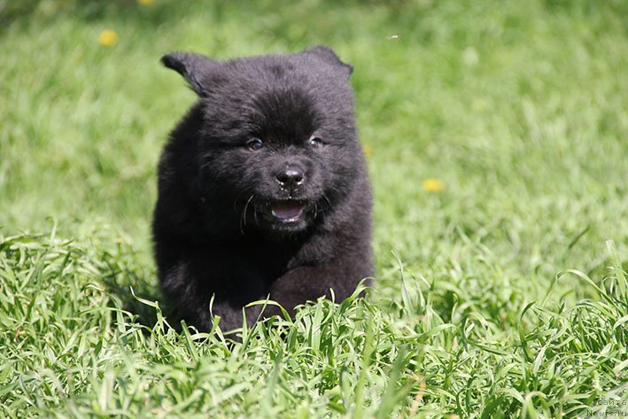 Фотография № 242930