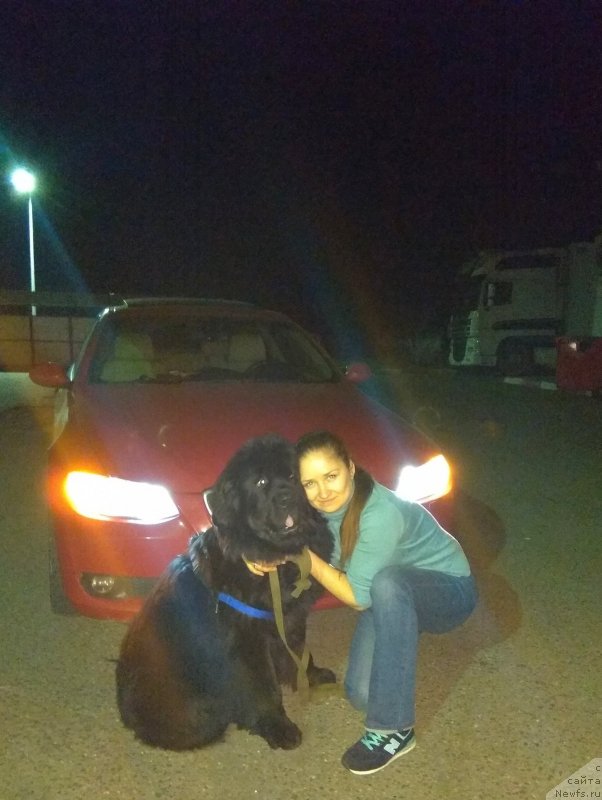 Фото: ньюфаундленд Черный Чанк с Берега Дона (Chernyj Chank s Berega Dona)