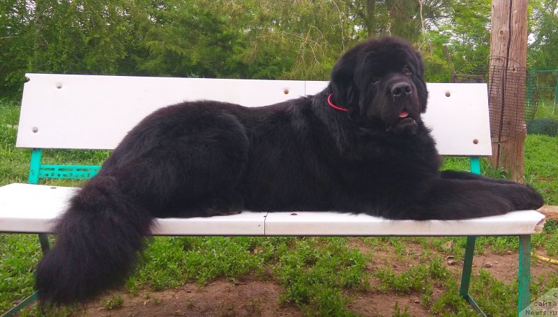 Фото: ньюфаундленд Черный Чанк с Берега Дона (Chernyj Chank s Berega Dona)