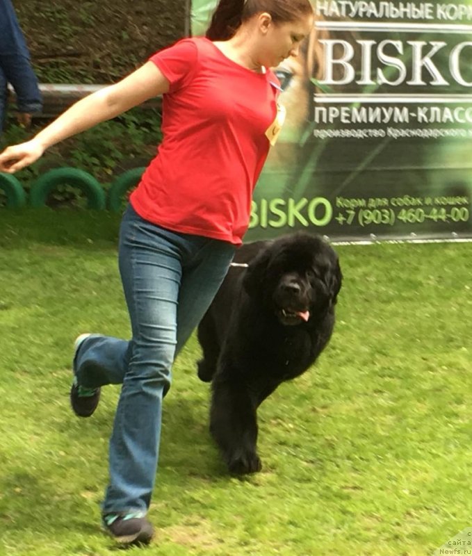 Фото: ньюфаундленд Черный Чанк с Берега Дона (Chernyj Chank s Berega Dona)