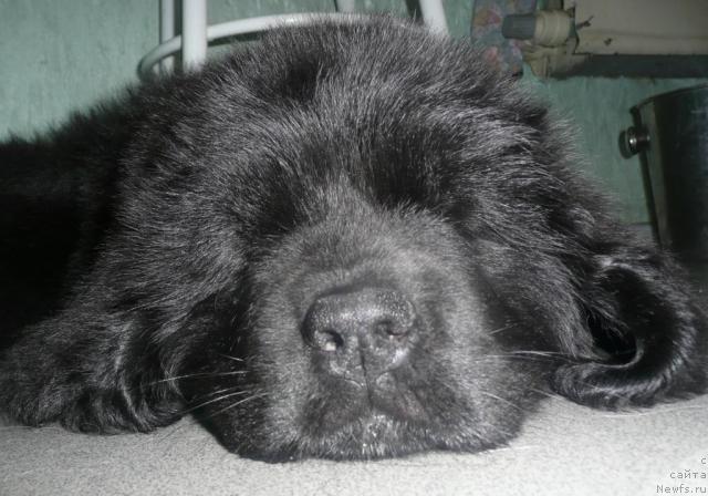 Фото: ньюфаундленд Бианка Вайт Пэрл