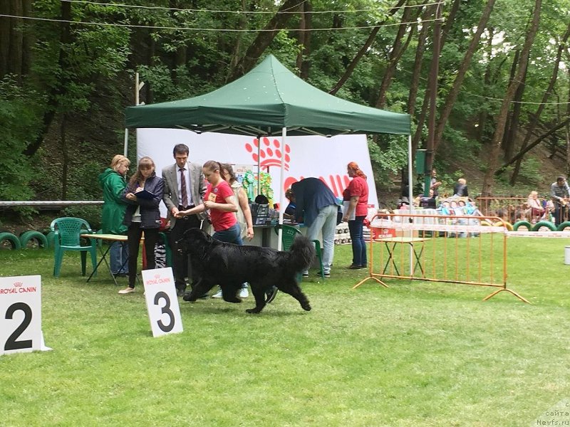 Фото: ньюфаундленд Черный Чанк с Берега Дона (Chernyj Chank s Berega Dona)